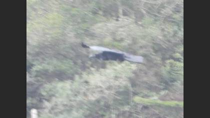 Kuzgun