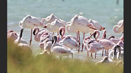 Küçük Flamingo