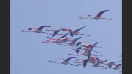 Flamingo