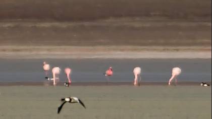Küçük Flamingo