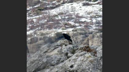 Kuzgun