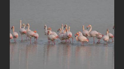 Flamingo