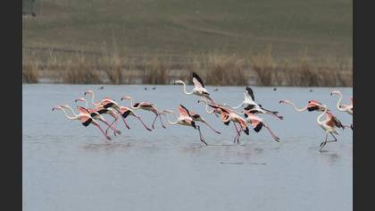 Flamingo