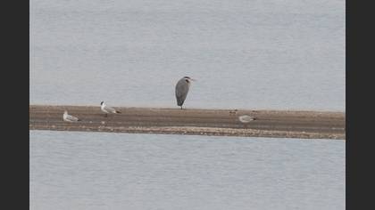 Gri Balıkçıl