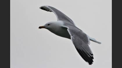 Van Gölü Martısı