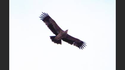 Şah Kartal