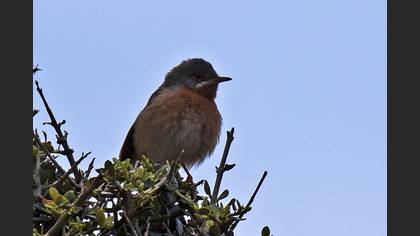 Bıyıklı Ötleğen