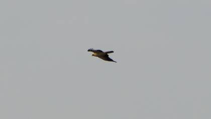 Küçük Kartal