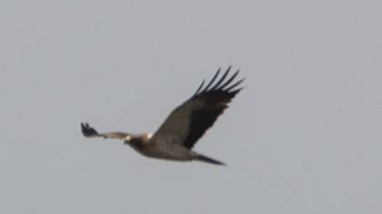 Küçük Kartal