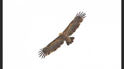 Küçük Orman Kartalı