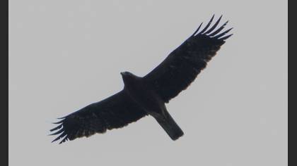 Küçük Kartal