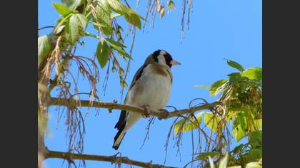 Saka
