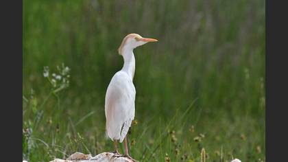 Sığır Balıkçılı