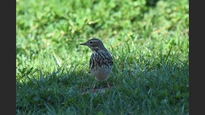 Kızılgerdanlı İncirkuşu