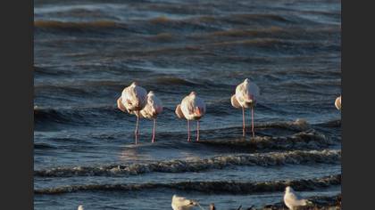 Flamingo