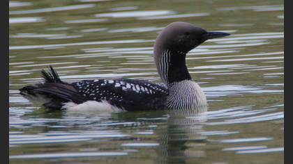Karagerdanlı dalgıç