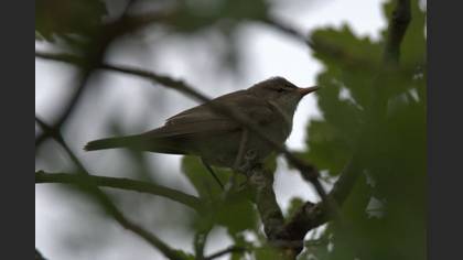 Zeytin mukallidi