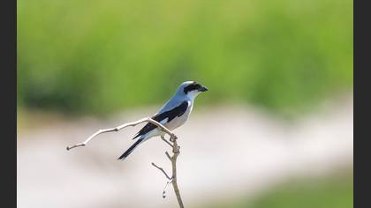 Karaalınlı Örümcekkuşu