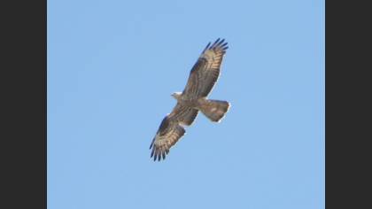 Arı şahini
