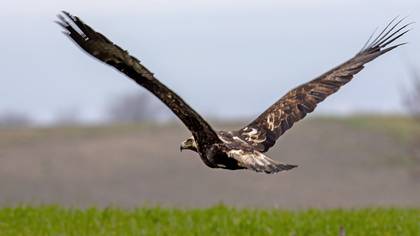 Şah kartal