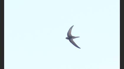Ebabil