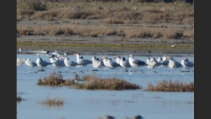 Hazar sumrusu