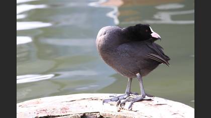 Sakarmeke