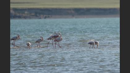 Flamingo