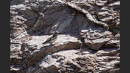 Kar serçesi