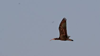 Kelaynak