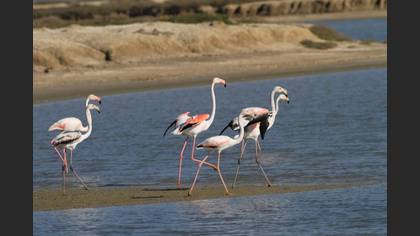 Flamingo
