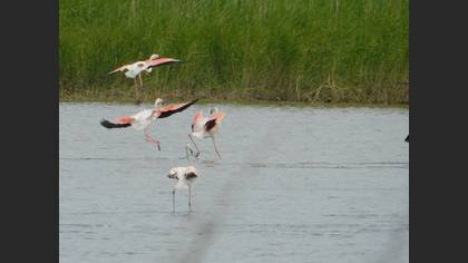 Flamingo
