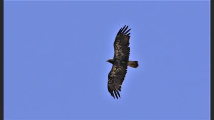 Şah kartal