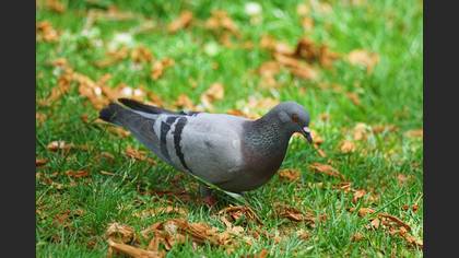 Kaya güvercini