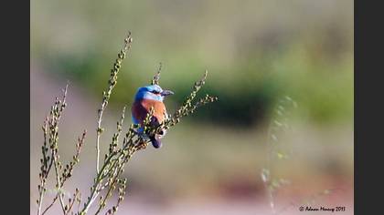 Gökkuzgun