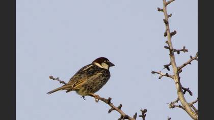 Söğüt Serçesi