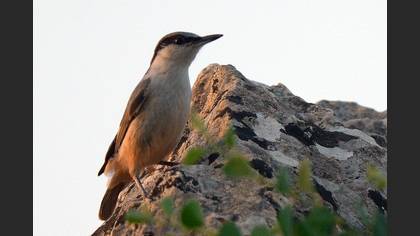 Tanımsız