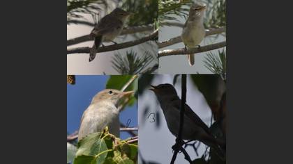 Tanımsız