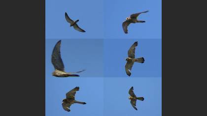 Tanımsız