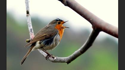Tanımsız