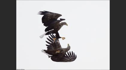 Akkuyruklu Kartal