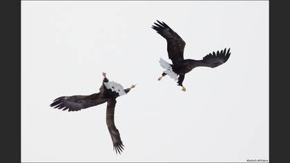 Akkuyruklu Kartal