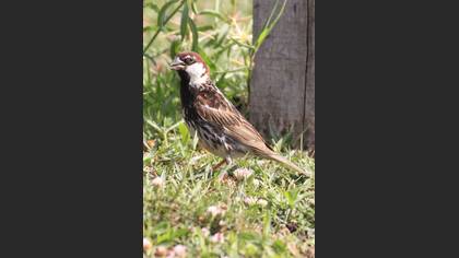Söğüt Serçesi