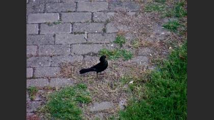 Tanımsız