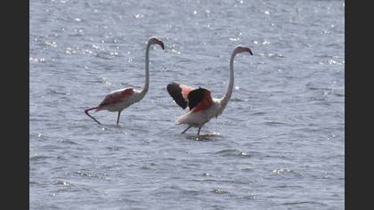 Flamingo