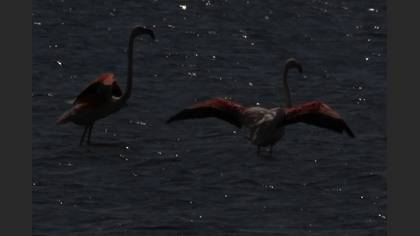 Flamingo