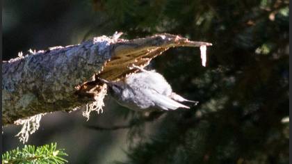 Anadolu Sıvacısı