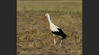 Leylek