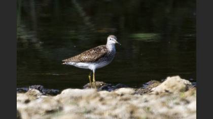 Tanımsız
