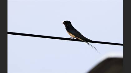 Barn Swallow